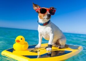 Chienvacances